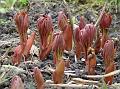 2010-0401-1400_Spring_9,0C